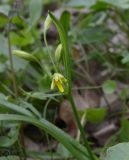 Gagea lutea