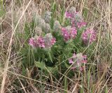 Pedicularis dasystachys. Цветущее растение. Алтайский край, окр. пос. Степное озеро, ковыльная степь, примыкающая к урочищу Ракиты. 07.05.2021.