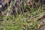 Carex macroura