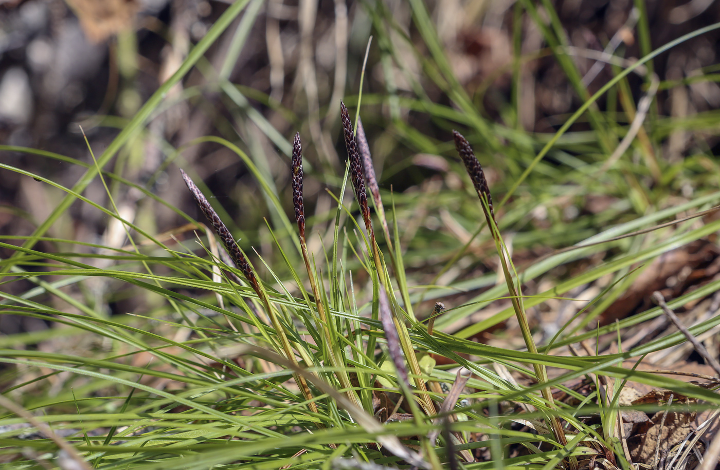 Изображение особи Carex macroura.