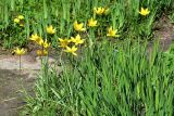 Tulipa sylvestris