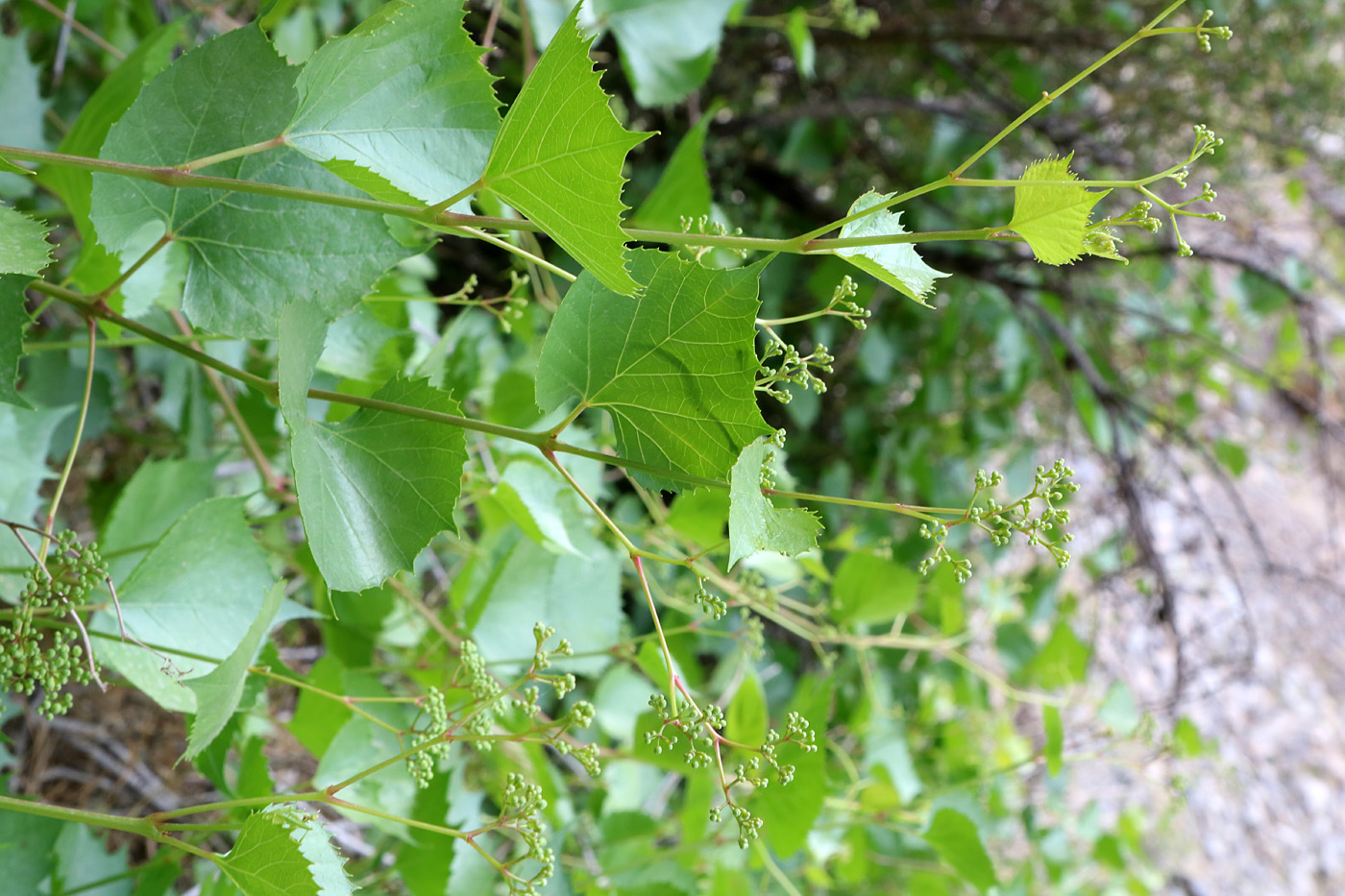 Изображение особи Ampelopsis aegirophylla.