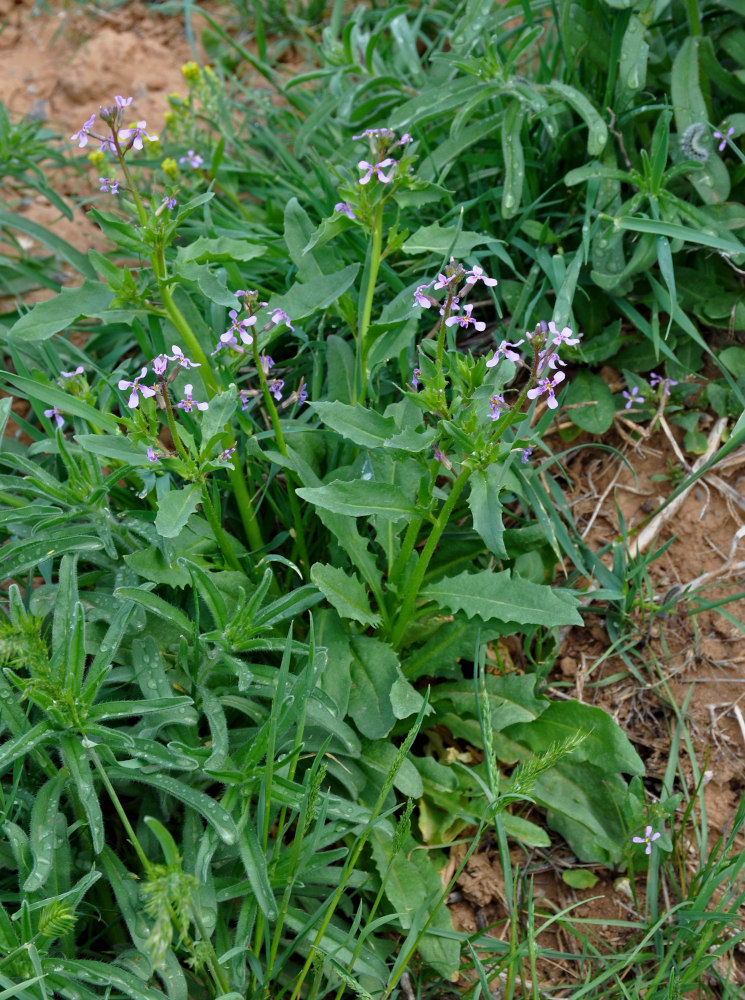 Изображение особи Chorispora tenella.