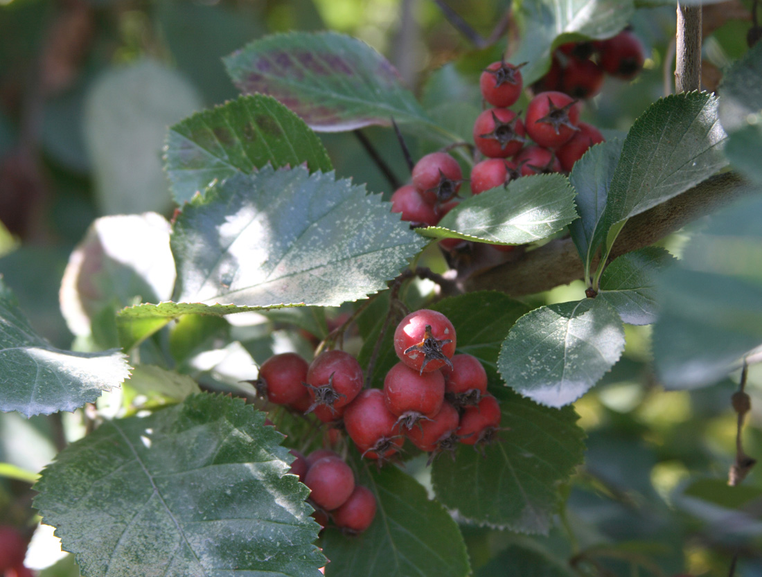 Изображение особи Crataegus macracantha.