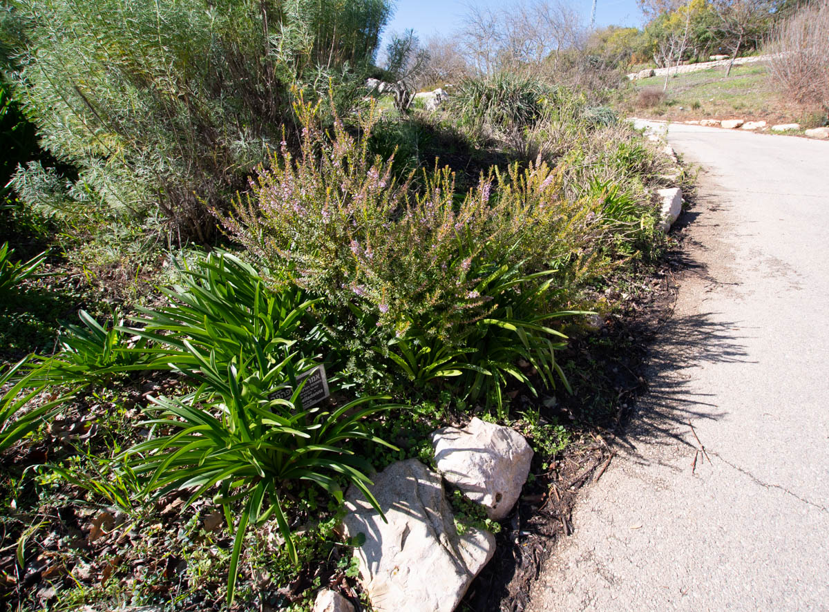 Image of Agathosma ovata specimen.