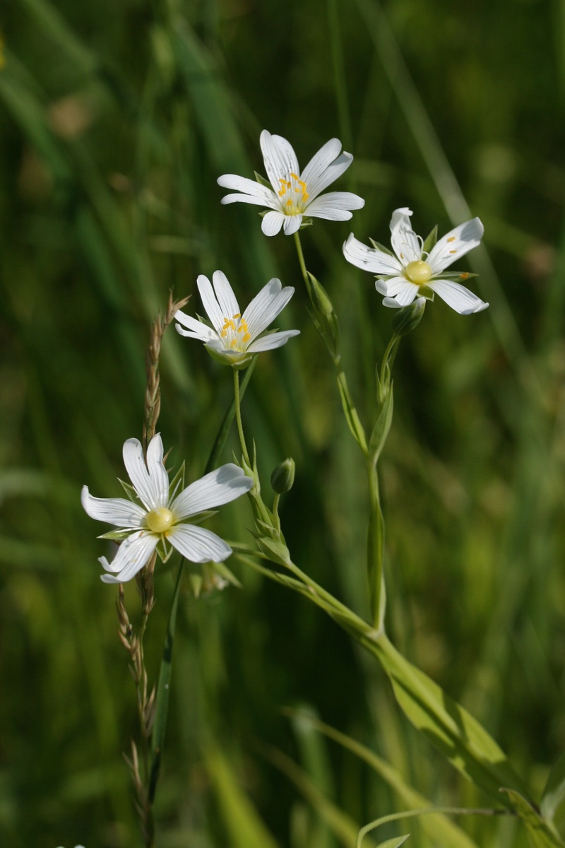 Image of Stellaria holostea specimen.