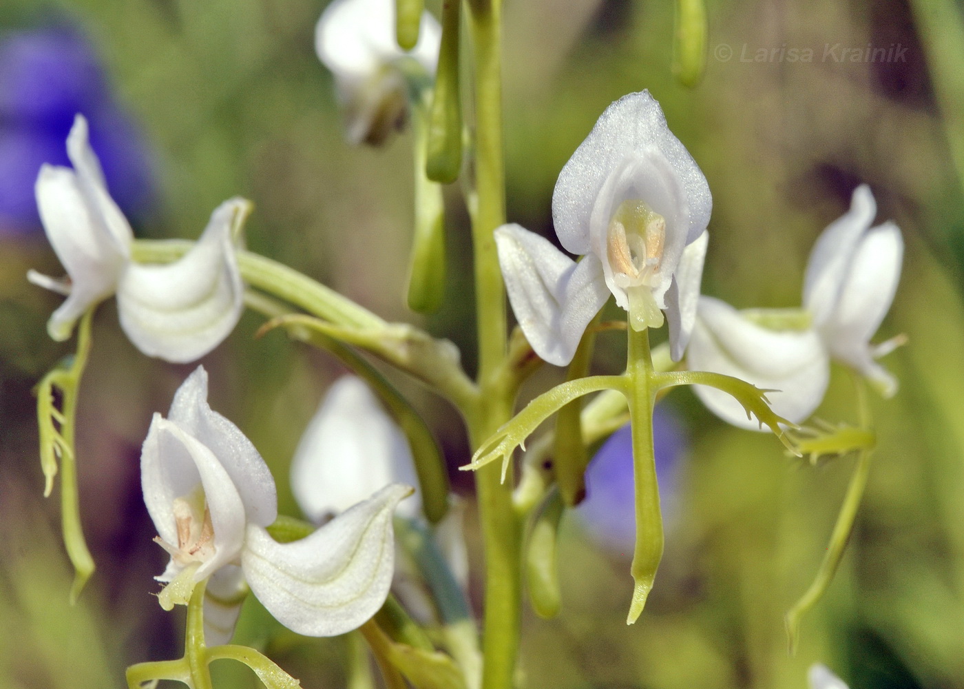 Image of Habenaria linearifolia specimen.