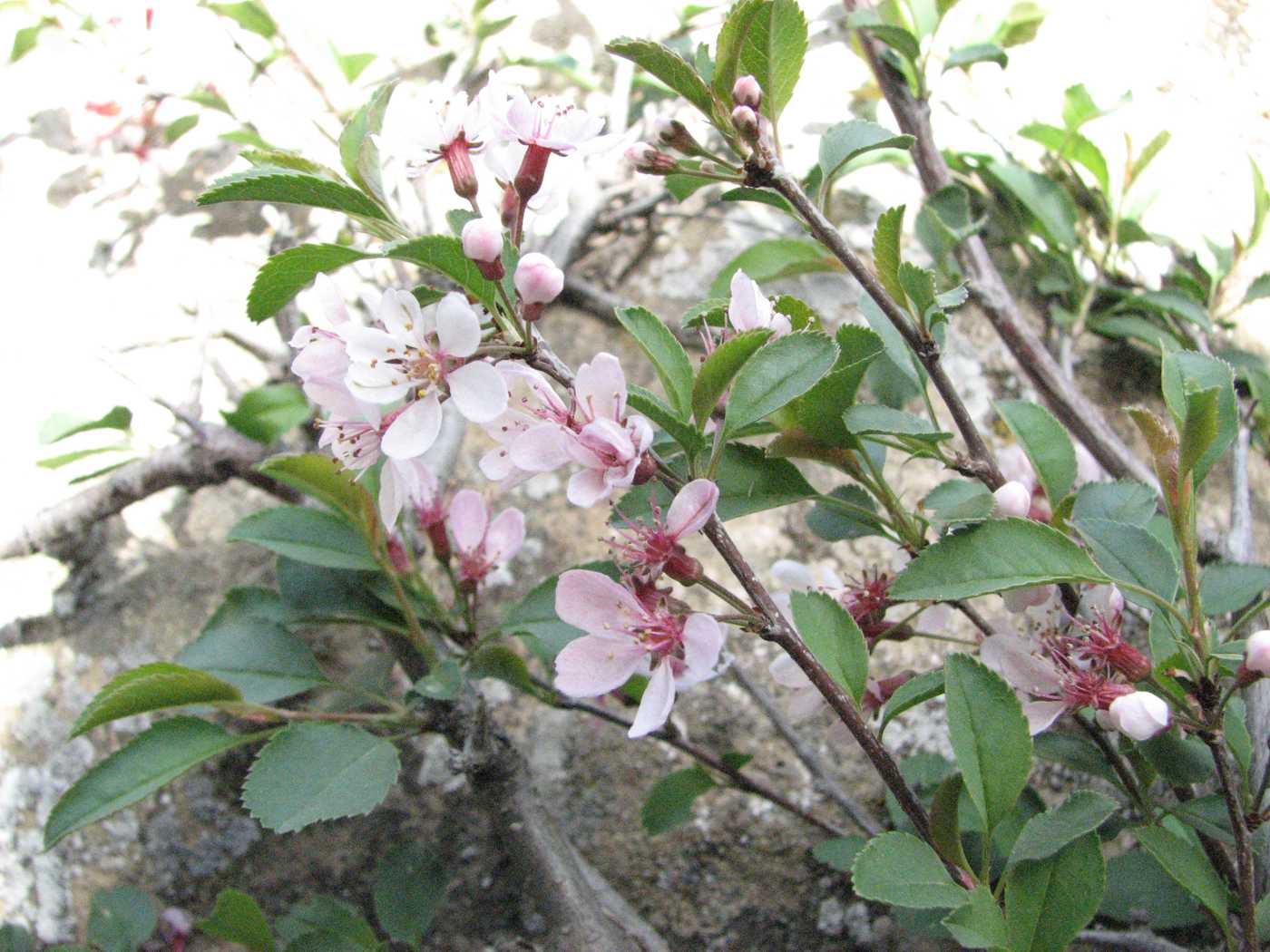 Image of Cerasus microcarpa specimen.