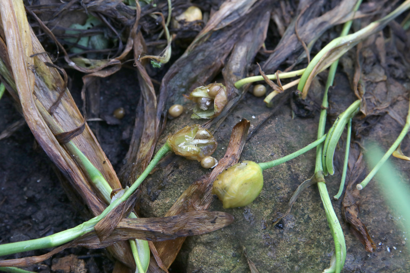 Image of Leucojum vernum specimen.