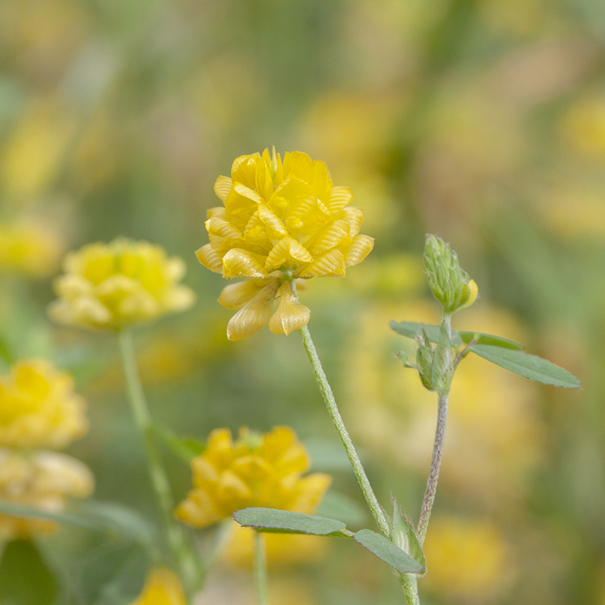 Image of Trifolium campestre specimen.