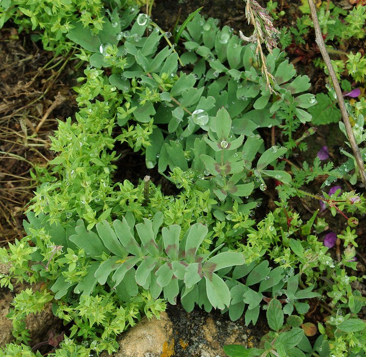 Изображение особи Bongardia chrysogonum.