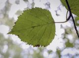 Betula litwinowii