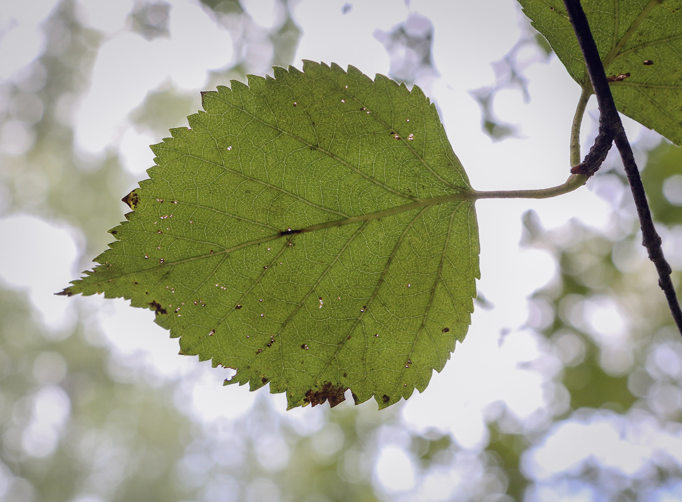 Изображение особи Betula litwinowii.