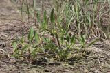 Buschia lateriflora. Цветущие растения. Крым, Керченский п-ов, Приазовье, Караларская степь, луговина между засолённой степью и руслом сероводородного ручья. 14.05.2021.