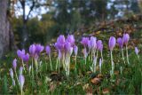 Colchicum autumnale. Цветущие растения. Ленинградская обл., г. Выборг, парк \"Монрепо\", олуговелый склон скалы. 26.09.2020.