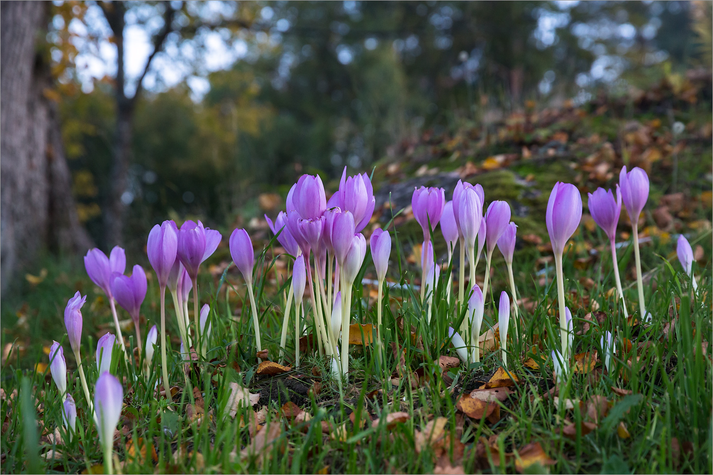 Изображение особи Colchicum autumnale.