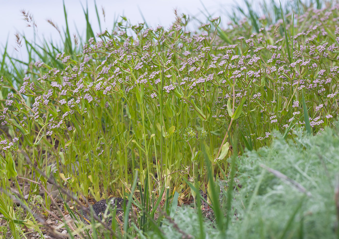 Image of genus Valerianella specimen.