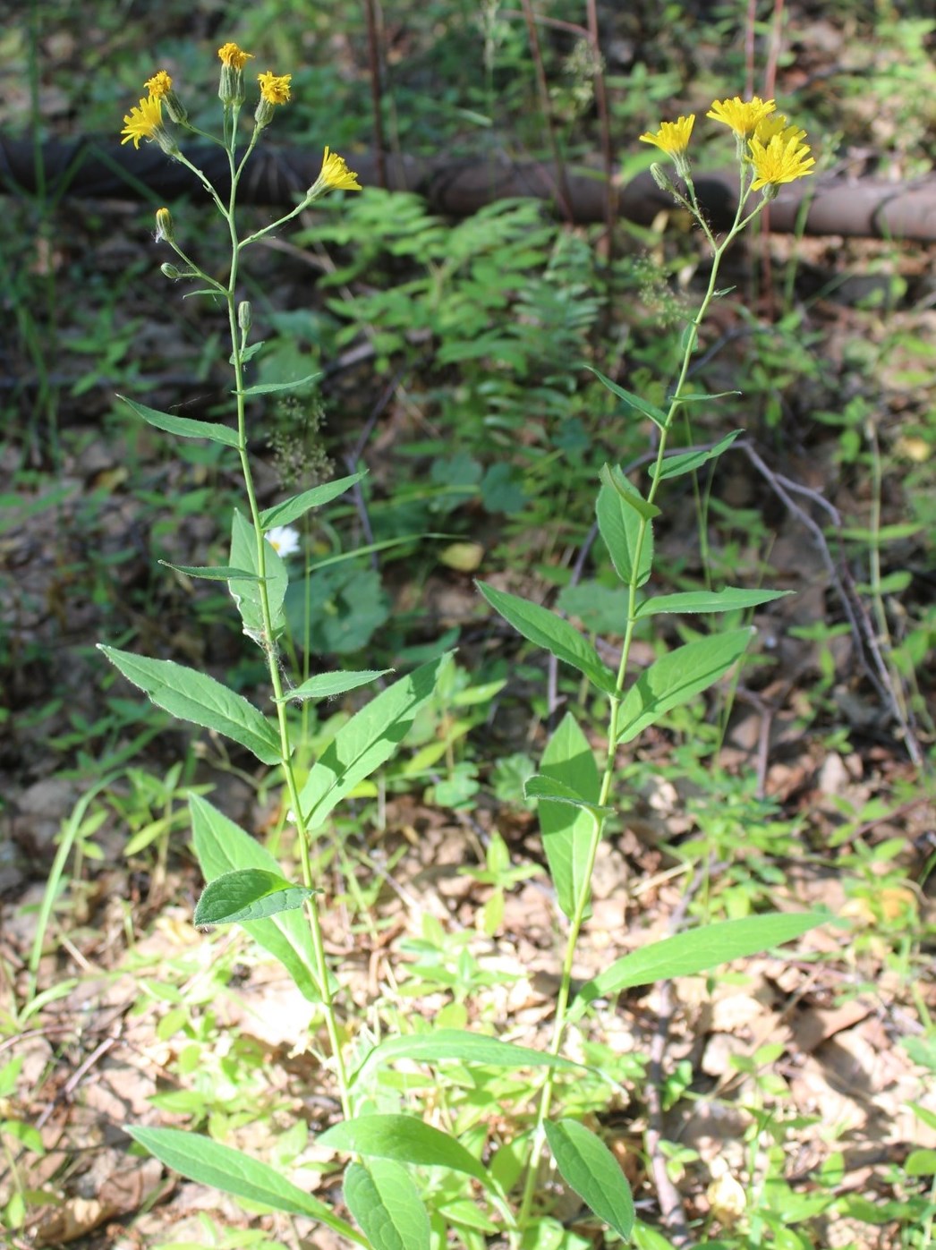 Изображение особи Hieracium krylovii.