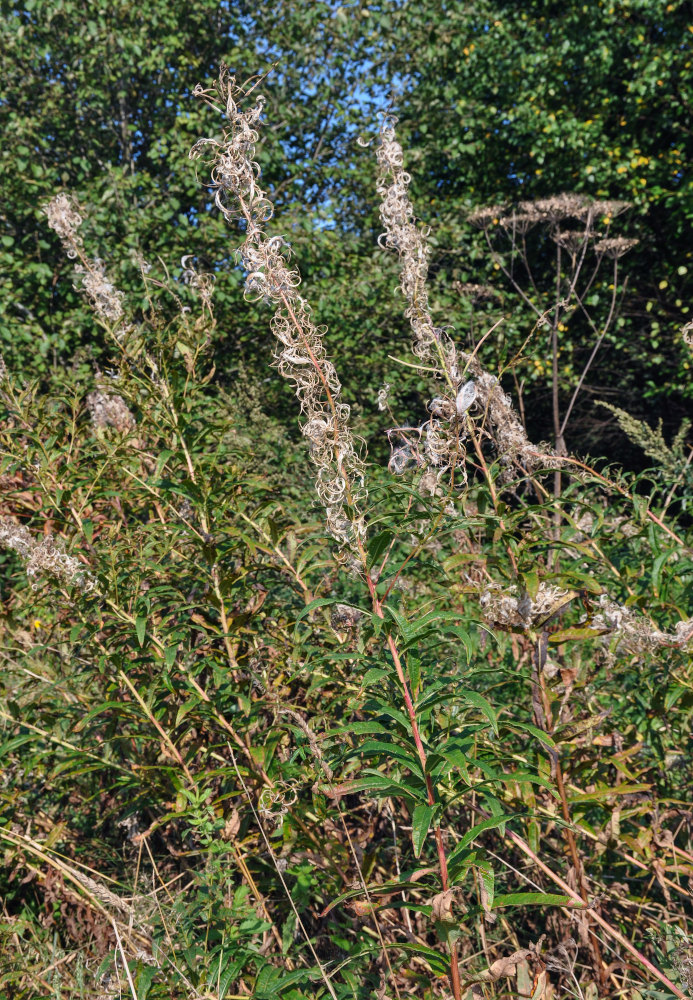 Image of Chamaenerion angustifolium specimen.