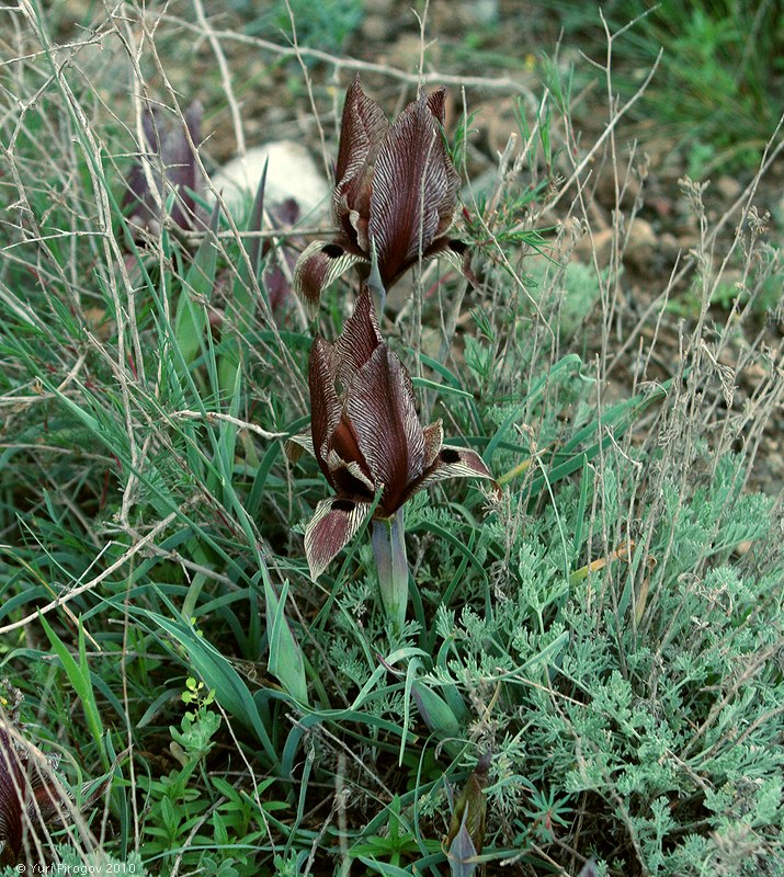 Изображение особи Iris acutiloba.