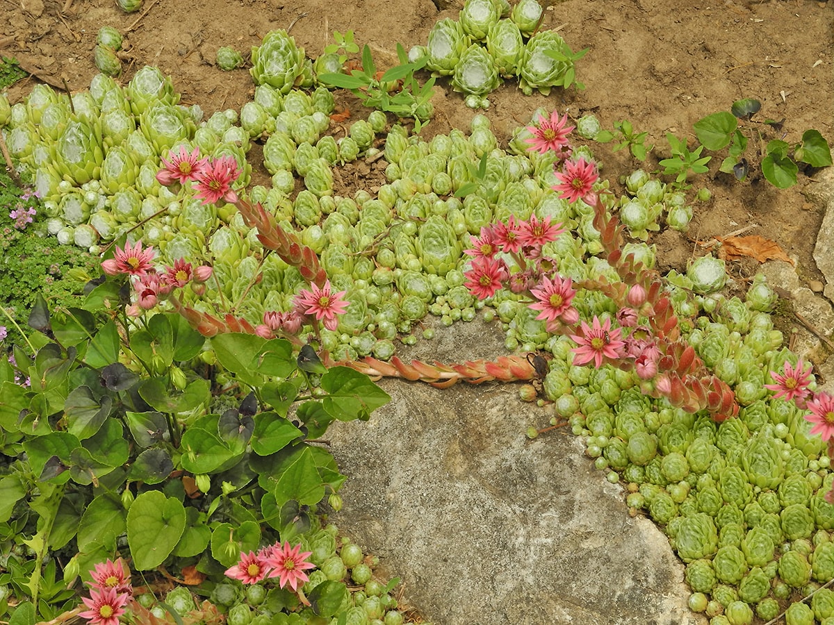 Image of Sempervivum arachnoideum specimen.