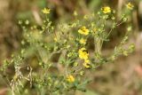 Potentilla canescens. Верхушка цветущего растения с кормящимися пчёлами. Казахстан, Алматинская обл, Заилийский Алатау, Тургеньское ущелье, 2400 м н.у.м., прогалина в еловом лесу. 19 сентября 2021 г.