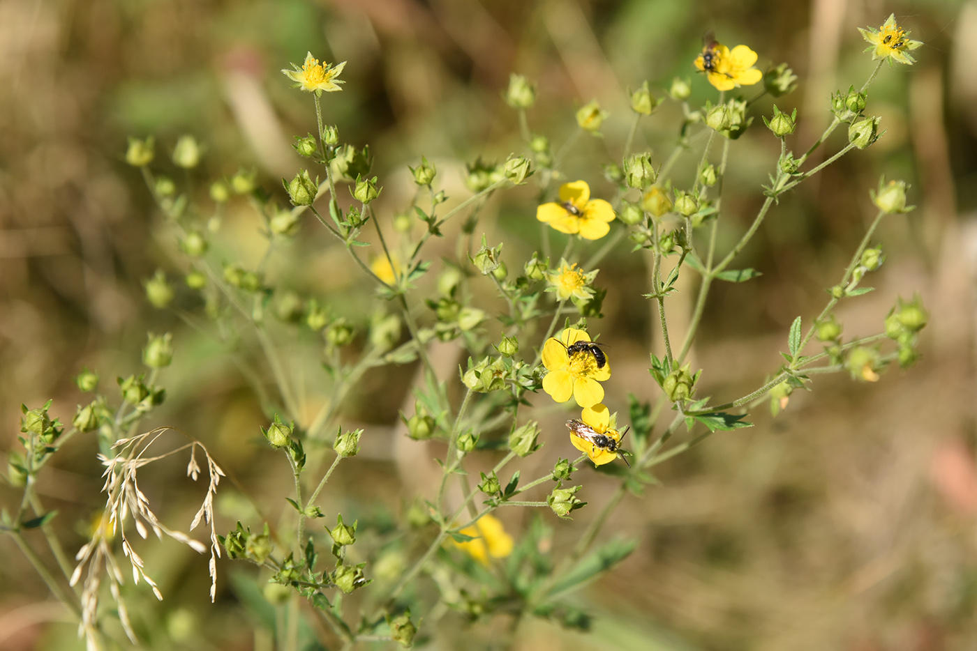 Изображение особи Potentilla canescens.