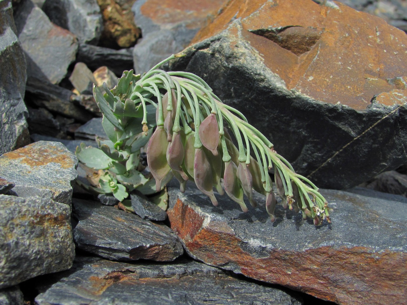 Image of Pseudovesicaria digitata specimen.