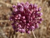 Allium commutatum