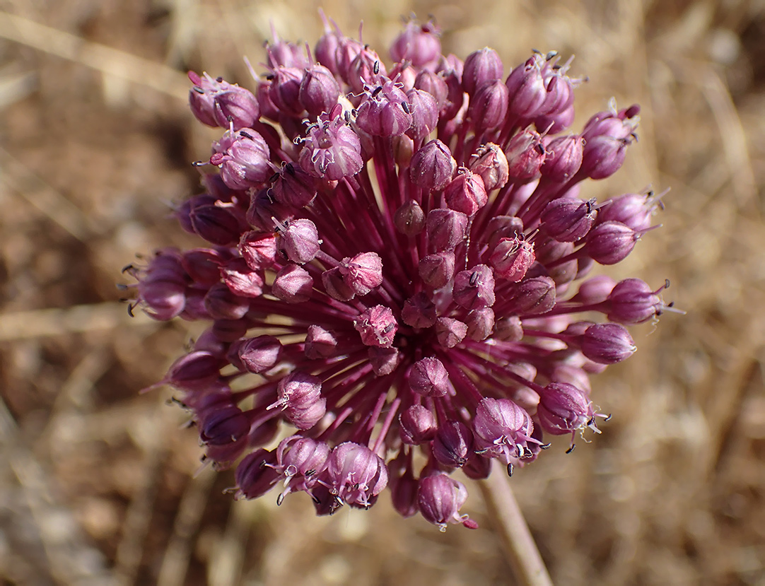 Image of Allium commutatum specimen.