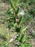 genus Oenothera. Часть соплодия с незрелыми плодами. Хабаровск, около ул. Ульяновской близ д. 60, берег Амурской протоки. 01.08.2013.