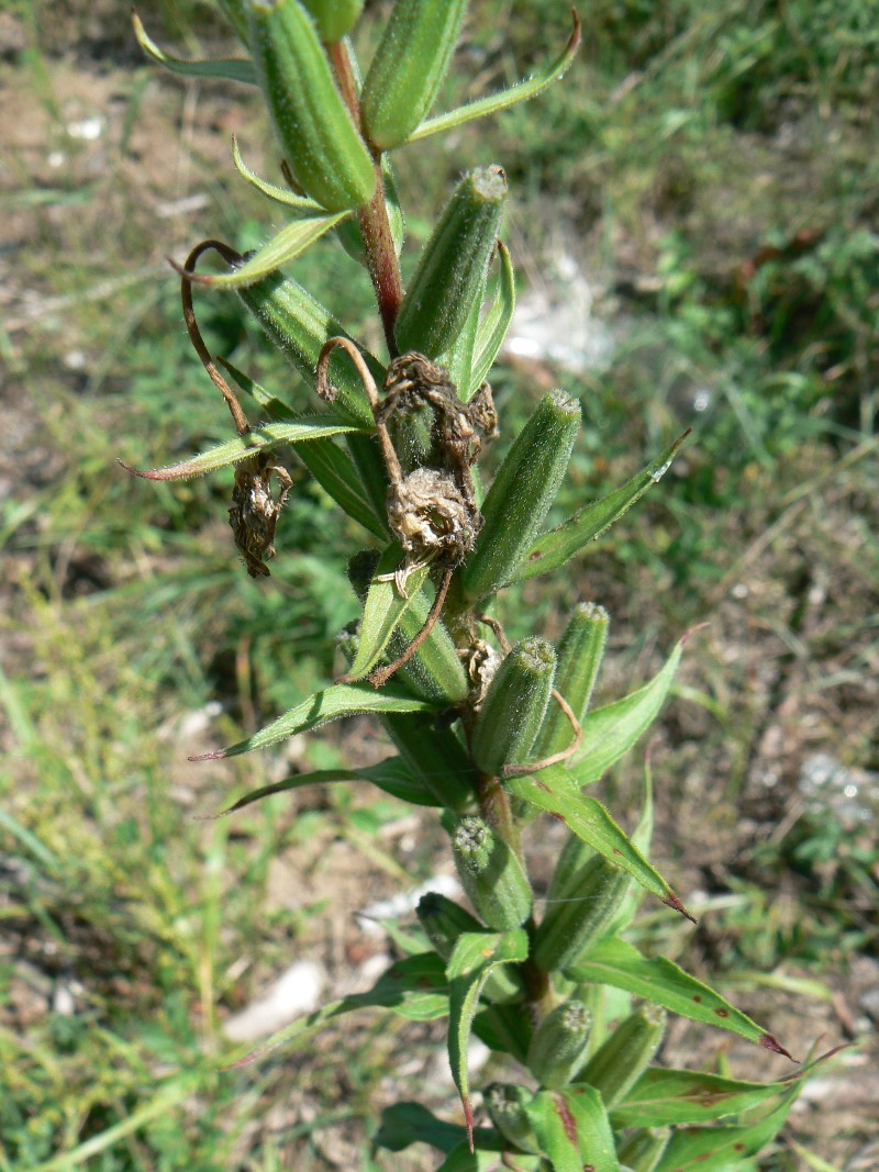 Изображение особи род Oenothera.