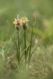 Carex stenophylla. Цветущие растения. Ростовская обл., Сальский р-н, окр. пос. Тальники, Сальская степь, низина балки. 16.04.2022.