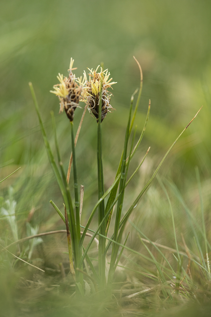 Image of Carex stenophylla specimen.