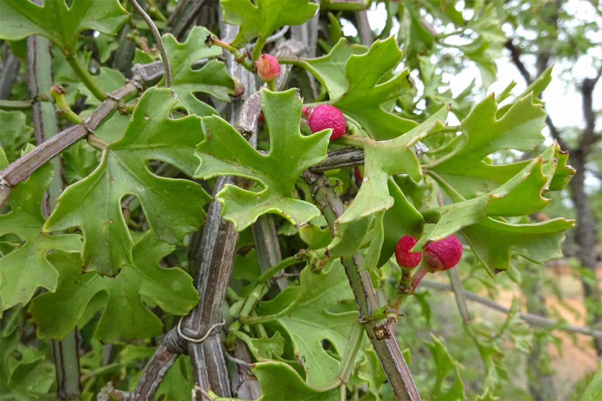 Image of Cissus cactiformis specimen.
