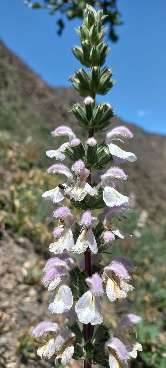 Изображение особи Phlomoides kurpsaica.