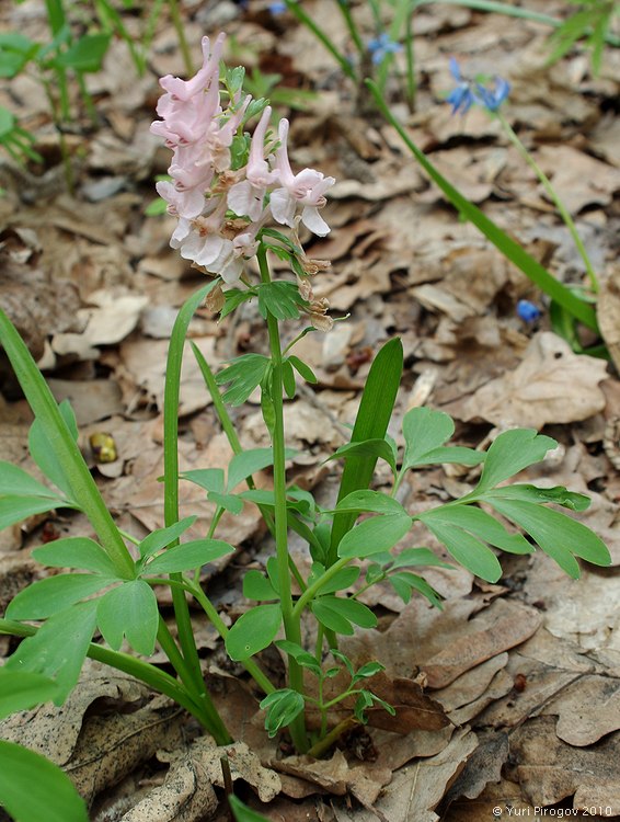 Изображение особи Corydalis solida.