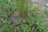род Festuca. Нижняя часть цветущего растения (в сообществе с цветущим Thymus). Республика Адыгея, г. Майкоп, южная окраина, между лесом на водораздельном хребте Нагиеж-Уашх и р. Белая, луг. 21.05.2022.