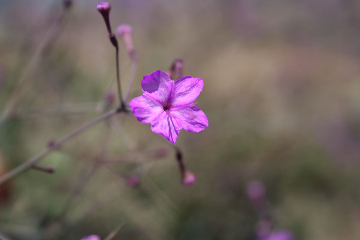 Изображение особи Commicarpus heimerlii.