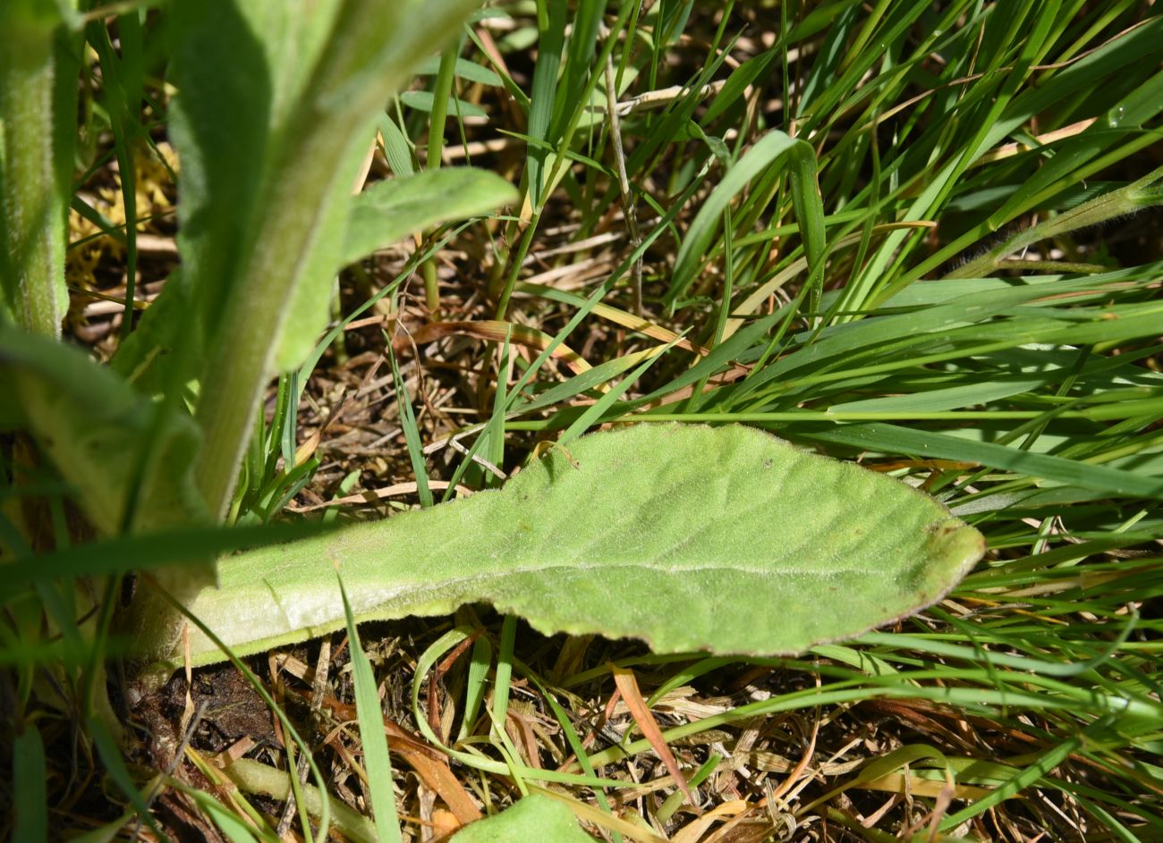 Image of Tephroseris caucasigena specimen.