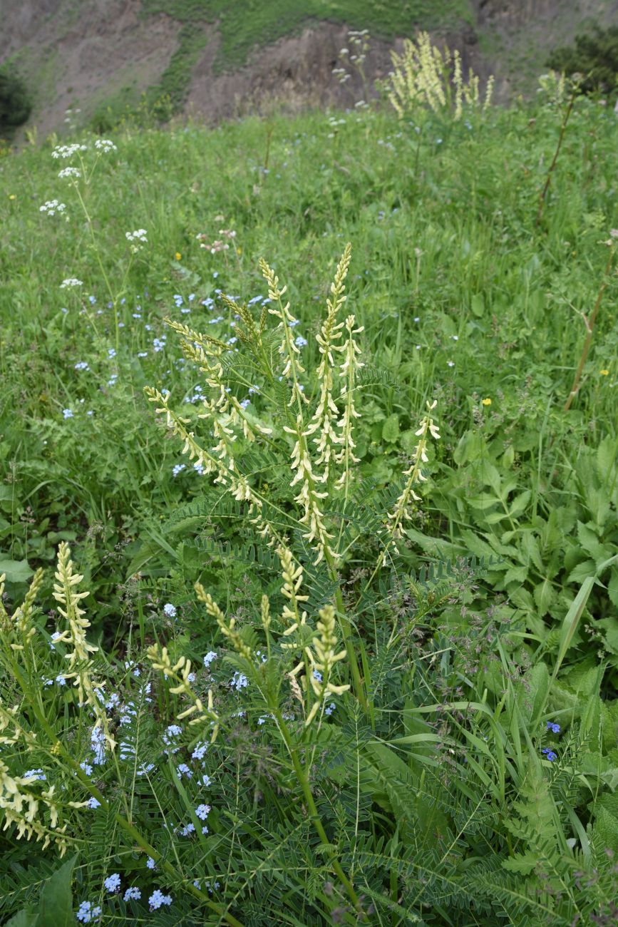 Image of Astragalus galegiformis specimen.