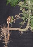 Orobanche cumana. Извлечённое из земли отцветающее растение с растением-хозяином (Artemisia absinthium). Алтайский край, Бийский р-н, окр. с. Лесное, песчаный склон. 29 июня 2022 г.
