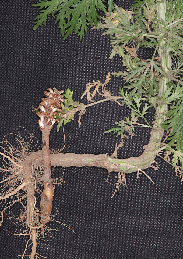 Image of Orobanche cumana specimen.