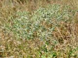 Eryngium campestre