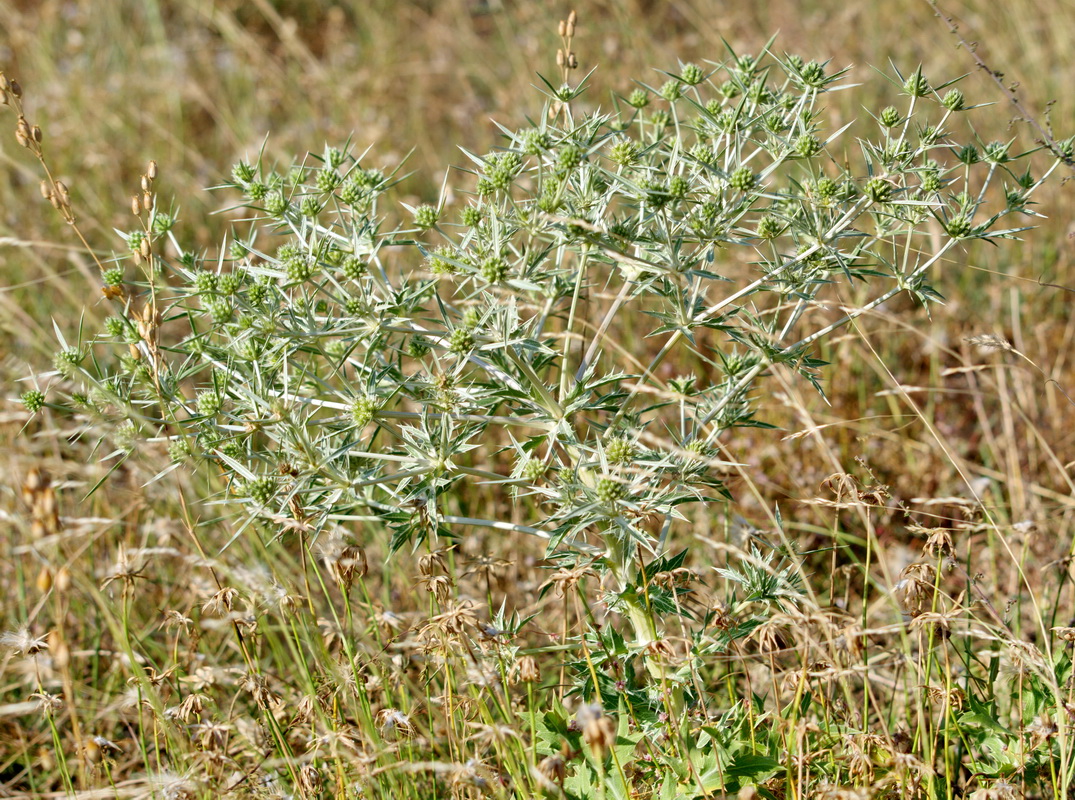 Изображение особи Eryngium campestre.