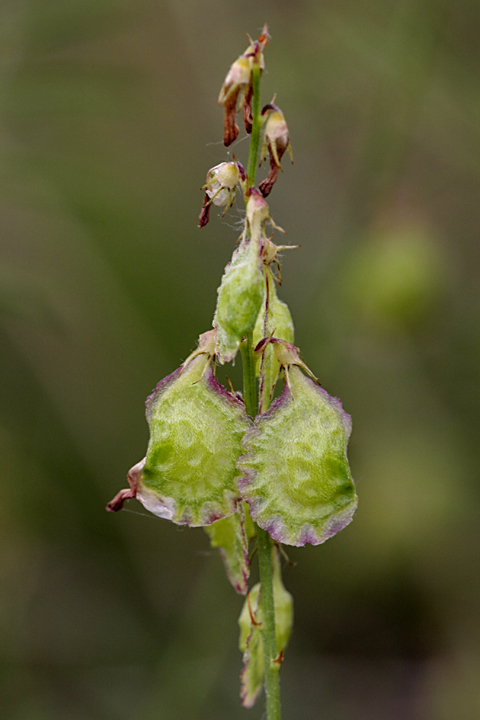 Изображение особи Onobrychis pulchella.