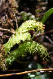 семейство Hymenophyllaceae. Вегетирующее растение. Папуа Новая Гвинея, регион Уэстерн-Хайлендс, окр. Camp JJ Komane mambuno. 20.08.2009.