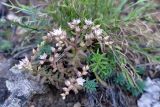 Sedum pallidum. Цветущее растение. Крым, склон горы Ю. Демерджи, скальные выходы. 16.07.2021.