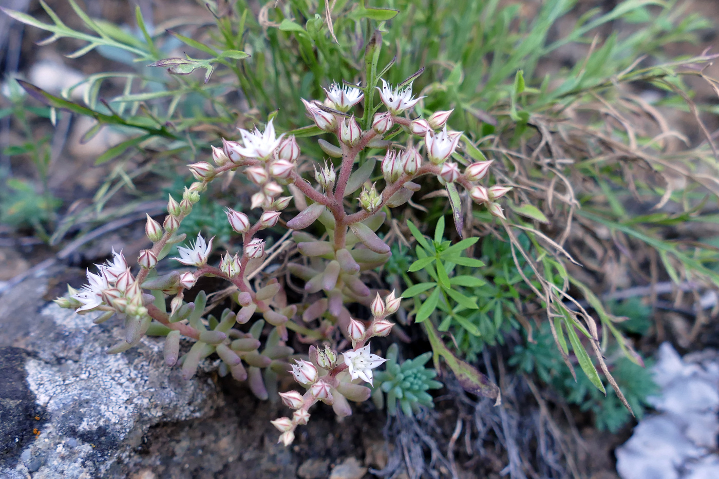 Изображение особи Sedum pallidum.