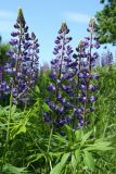 Lupinus polyphyllus. Верхушки побегов с соцветиями. Псковская обл., Невельский р-н, окр. дер. Дубище, увал, склон южной экспозиции, суходольный злаково-разнотравный луг. 24.06.2022.